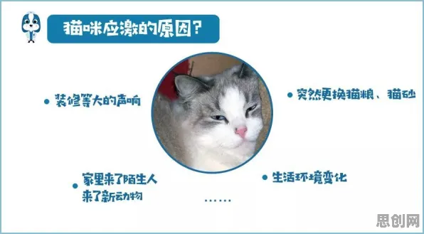 科学家发现猫经济盛行的真正原因，与压力应激反应有关