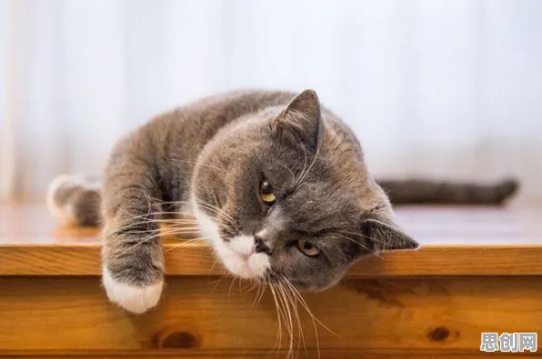 科学家发现猫经济盛行的真正原因，与压力应激反应有关