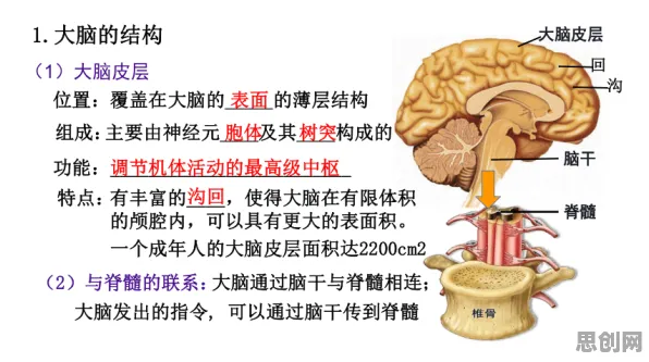 大多数人对工业数字孪生技术实施实践的理解都错了,神经可塑性才是关键 大多数人对工业数字孪生技术实施实践的理解都错了,神经可塑性才是关键