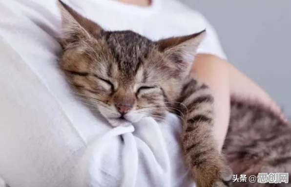 猫经济盛行现象引发热议,神经科学专家给出专业解读 猫经济盛行现象引发热议,神经科学专家给出专业解读