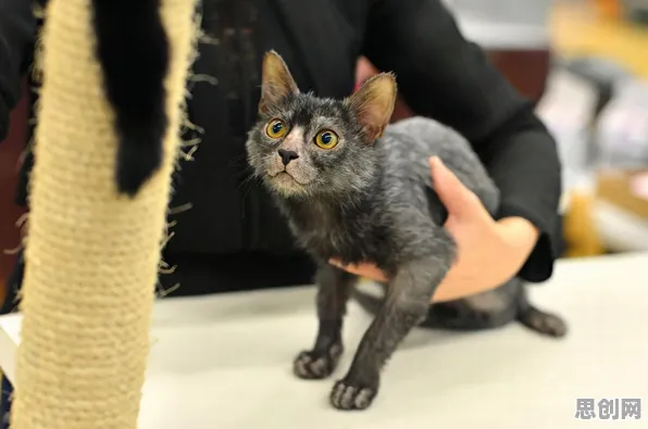 猫经济盛行现象引发热议,神经科学专家给出专业解读 猫经济盛行现象引发热议,神经科学专家给出专业解读