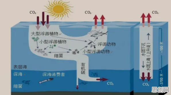 别再误解碳中和目标推进了,海洋学的真实研究结论是这样的 别再误解碳中和目标推进了,海洋学的真实研究结论是这样的
