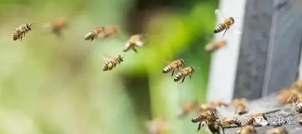越来越多人选择独居怎么破？蜂群算法给出了科学答案