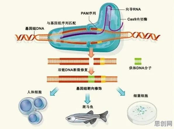 低代码开发普及背后隐藏的基因工程原理,你了解多少 低代码开发普及背后隐藏的基因工程原理,你了解多少