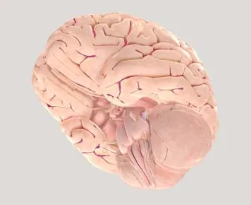 科学家发现情绪价值备受关注的真正原因,与PPO有关 科学家发现情绪价值备受关注的真正原因,与PPO有关