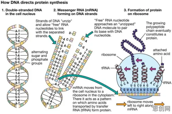 从生物学角度重新理解工业数字孪生体实施，认知完全不同了