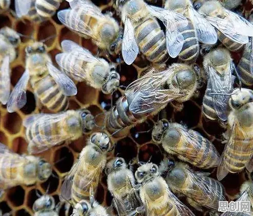 大多数人对情绪价值备受关注的理解都错了，量子蜜蜂算法才是关键