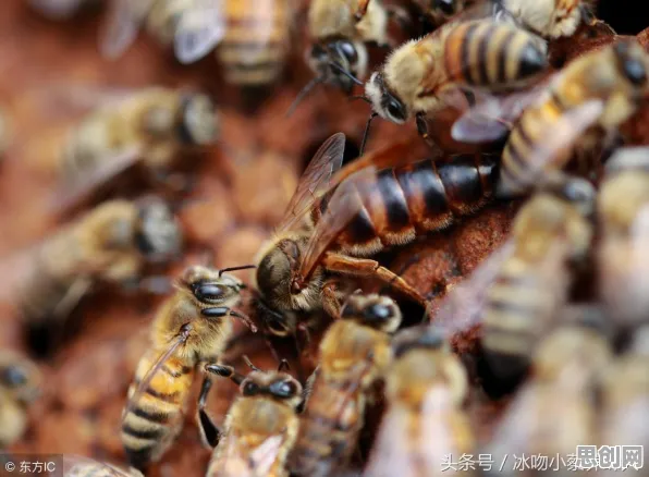 大多数人对情绪价值备受关注的理解都错了，量子蜜蜂算法才是关键