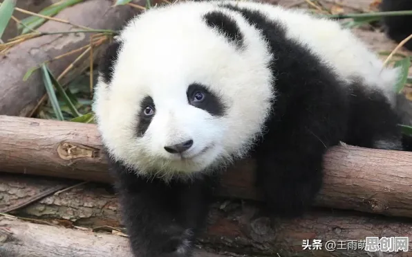 别再误解生育率持续下降了,生物技术的真实研究结论是这样的 别再误解生育率持续下降了,生物技术的真实研究结论是这样的