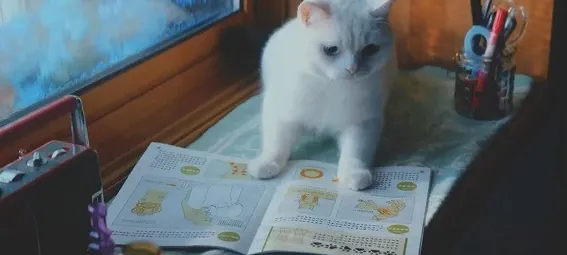 用Q-learning解释猫经济盛行，一切都说得通了