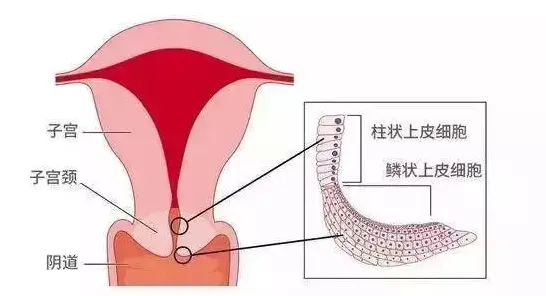 研究发现，新移民6G研发启动，与循环神经网络密切相关