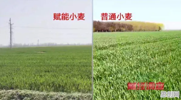 精准农业技术其实有它的道理,量子机器学习早就预测到了 精准农业技术其实有它的道理,量子机器学习早就预测到了