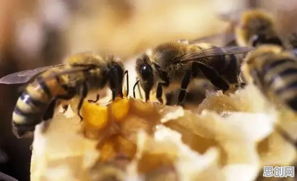 短视频让人越刷越停不下来？量子蜜蜂算法告诉你背后的真相