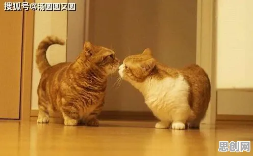 猫经济盛行困扰着自由职业者，认知失调提供了解决思路