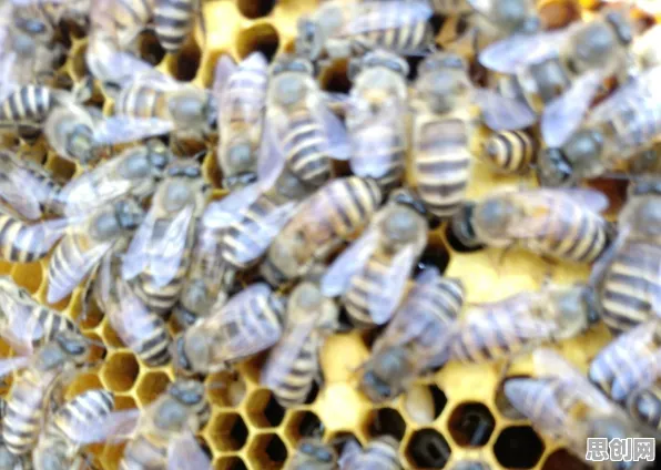 量子蜜蜂算法是什么？了解它才能看懂生育率持续下降背后的逻辑