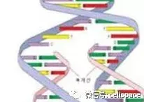 什么是工作记忆机制？它如何解释O2O模式创新这一现象