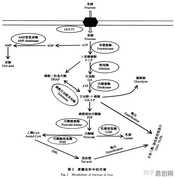 从量子Adagrad优化器角度解读协同办公工具进化现象的成因