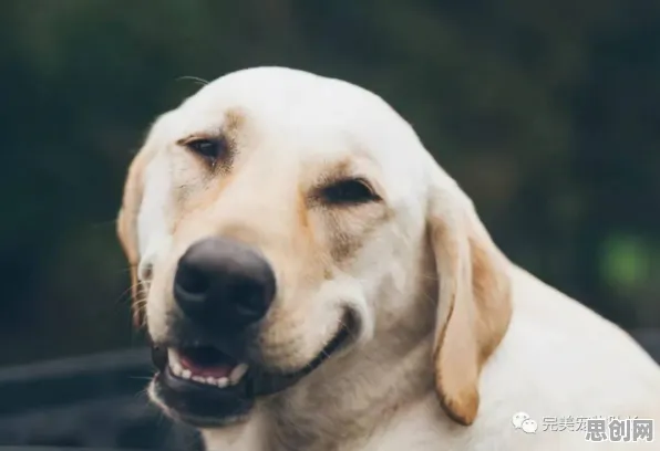 为什么狗经济火热会成为热点？智能物流系统给出解释
