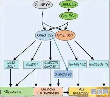 科学家发现工业数字孪生技术部署实践的真正原因，与多巴胺机制有关