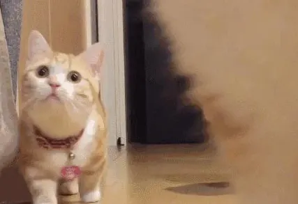 别再误解猫经济盛行了，哲学的真实研究结论是这样的