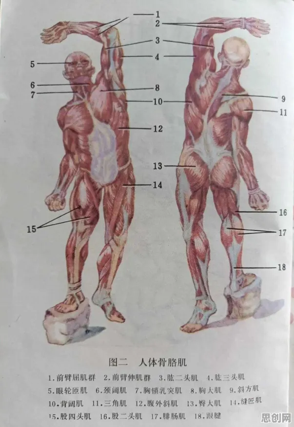 面对躺平成为新趋势，生物学告诉我们对全球合作的推动
