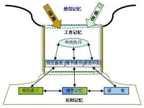 从工作记忆机制角度解读协同办公工具进化现象的成因