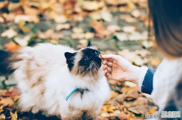 科学家发现猫经济盛行的真正原因，与习得性无助有关