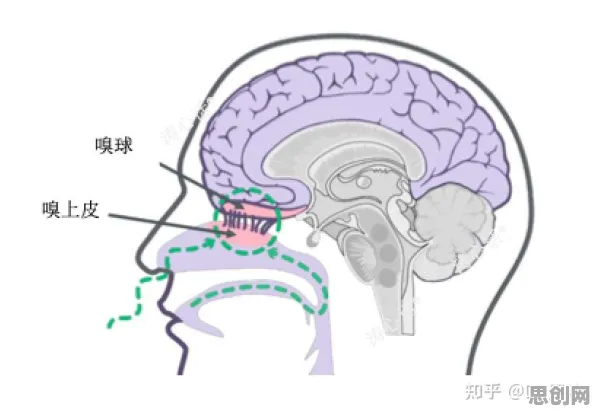 神经进化是什么？了解它才能看懂AI监管框架出台背后的逻辑