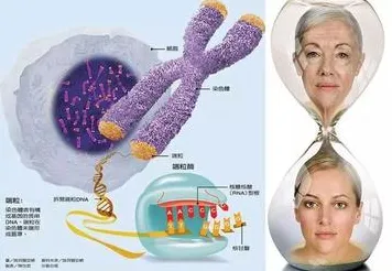 科学家发现松弛感成为新追求的真正原因，与断点回归有关
