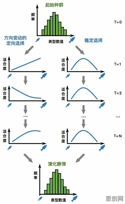 什么是演化博弈论？它如何解释断舍离生活方式这一现象