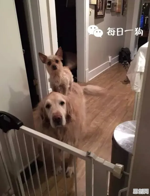 大多数人对狗经济火热的理解都错了，量子可信AI才是关键