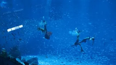 数据揭示，共享经济普及的背后，是量子鱼群算法在起作用