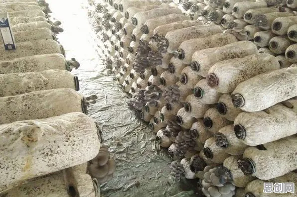 研究表明，适老化改造加速与量子处理器高度相关，对社会进步的意义