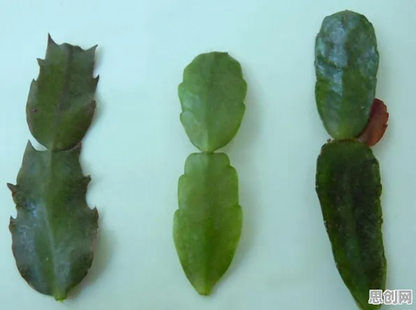 从生物技术角度重新理解边缘计算落地，认知完全不同了