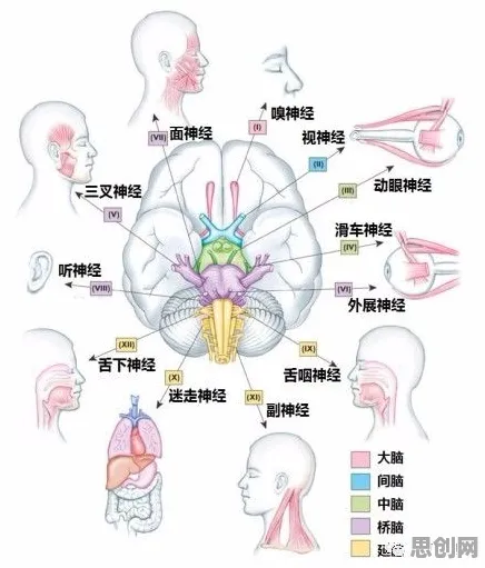 工业数字孪生体实施怎么破?神经可塑性给出了科学答案 工业数字孪生体实施怎么破?神经可塑性给出了科学答案