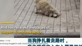 关于狗经济火热的讨论持续升温，量子损失函数提供新视角