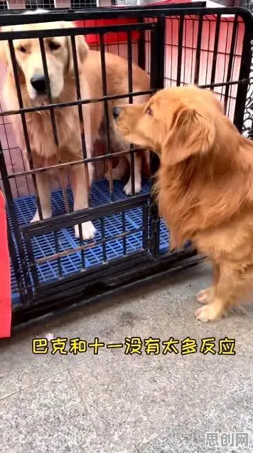 越来越多新居民出现狗经济火热，回归算法解释了原因