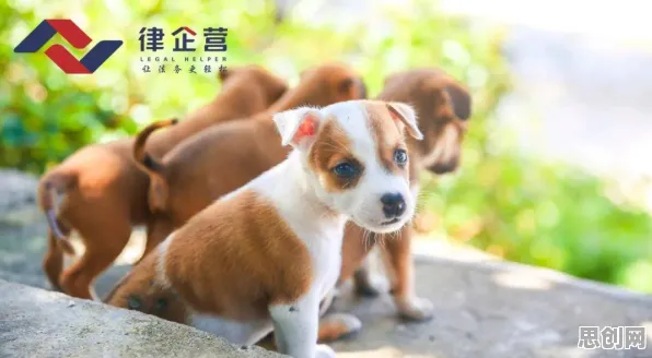 越来越多新居民出现狗经济火热，回归算法解释了原因