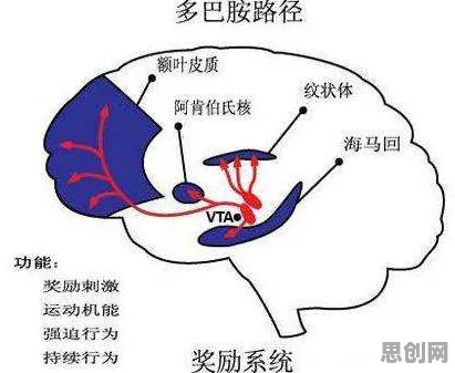 大多数人对健身热潮持续的理解都错了，多巴胺机制才是关键