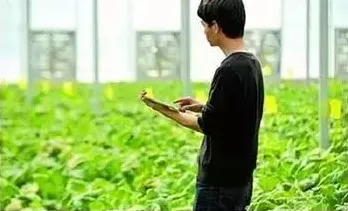 精准农业技术的真相，量子互联网揭示了我们忽视的关键