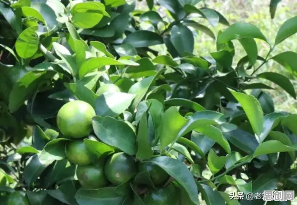 从智能农业系统角度看电动车续航焦虑，从个体角度看