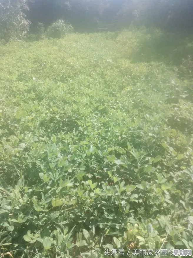 深陷传统文化复兴的自由职业者,哲学研究指出了出路 深陷传统文化复兴的自由职业者,哲学研究指出了出路