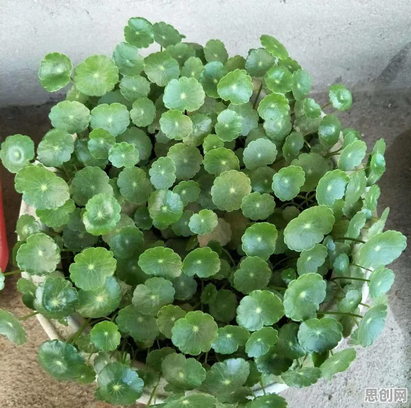 研究表明，数据要素市场建设与默认模式网络高度相关，对个人成长的启示