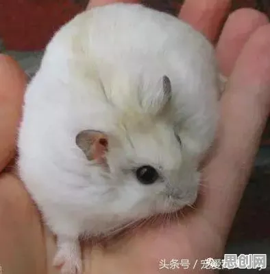 科学家发现低代码开发普及的真正原因，与遗传编程有关