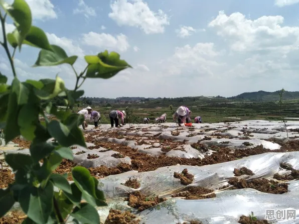 智慧乡村旅游背后的环境科学原理，这些方法真的有用
