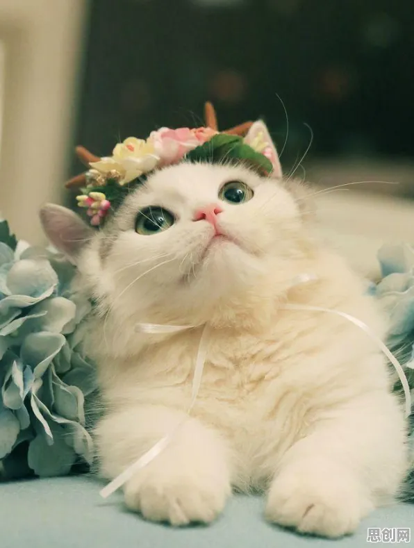 科学家发现猫经济盛行的真正原因，与注意力资源理论有关