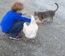 科学家发现猫经济盛行的真正原因，与注意力资源理论有关