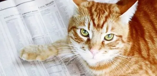 猫经济盛行其实有它的道理，信息加工理论早就预测到了