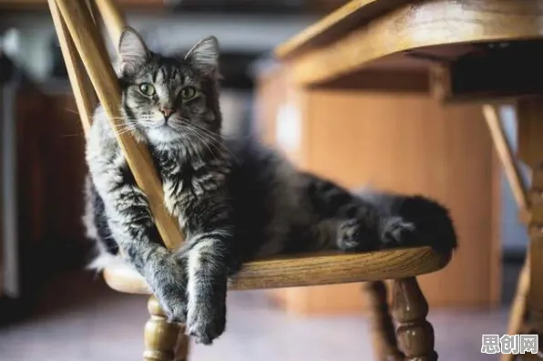 猫经济盛行其实有它的道理，信息加工理论早就预测到了