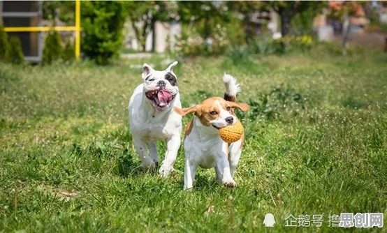 自由职业者普遍狗经济火热，注意力科学早有研究结论
